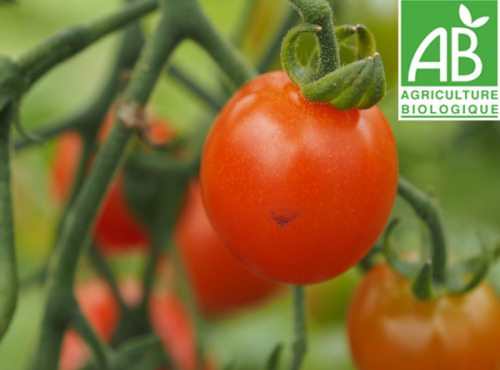 Mon Petit Producteur - Tomates Cerises