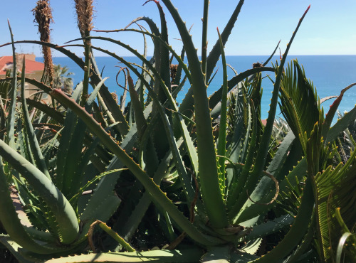 Le Jardin des Antipodes - Feuilles Fraîches De Aloe Arborescens Bio