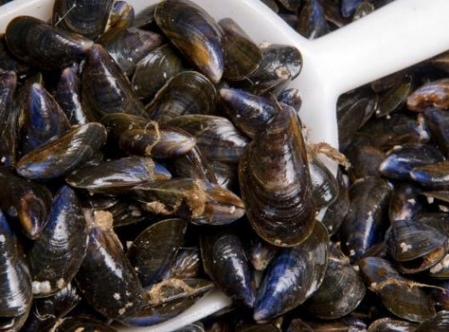 Poissonnerie La Piriacaise - Moules