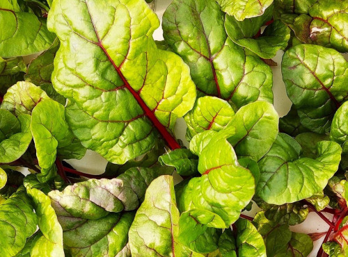 Nature et Saveurs - Ferme Aquaponique et Permacole Astérienne - Jeune blette rouge Charlotte - 250g