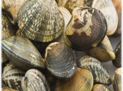 Camargue Coquillages - Palourdes Blanches de Camargue Très Grosses 1kg - Pêche Artisanale et Responsable