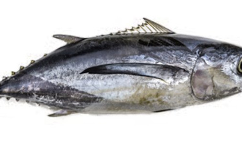 Poissonnerie La Piriacaise - Tranche de Thon Blanc 250/300