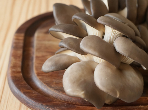 Cham B - Pleurotes Bio Françaises 2kg