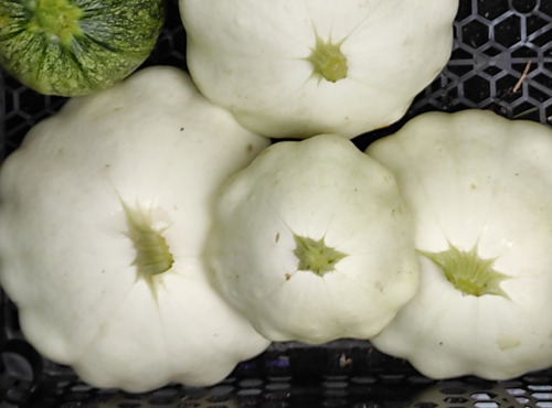 Les Jardins du Mas de Greil - Patisson ou Courge d'été