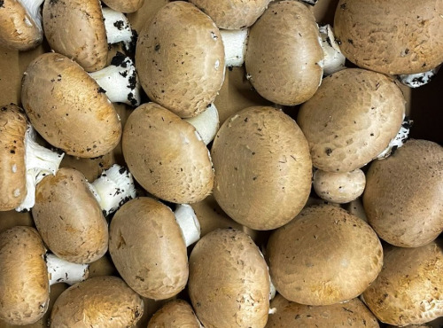 Naturélium - Champignon de Paris brun