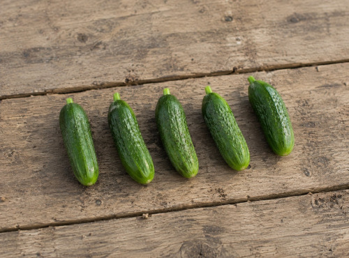 Nature et Saveurs - Ferme Aquaponique et Permacole Astérienne - Concombre Snack — mini format, croquant maximal