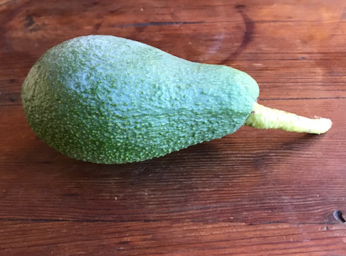 Le Jardin des Antipodes - Avocats Bio De Menton