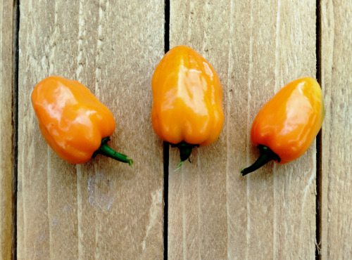 Nature et Saveurs - Ferme Aquaponique et Permacole Astérienne - Piment Habanero frais - 20g