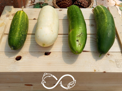 Nature et Saveurs - Ferme Aquaponique et Permacole Astérienne - Concombres variés – au kilo – Nature & Saveurs