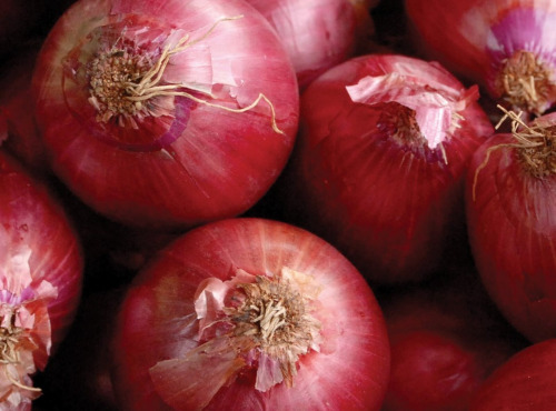 Maréchal Fraicheur - Oignons paille rouges - 1 kg