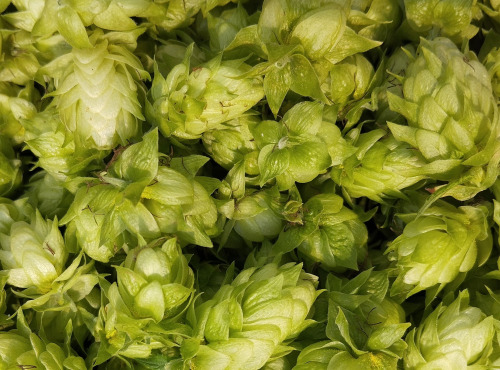 Nature et Saveurs - Ferme Aquaponique et Permacole Astérienne - Houblon Frais Nuggets