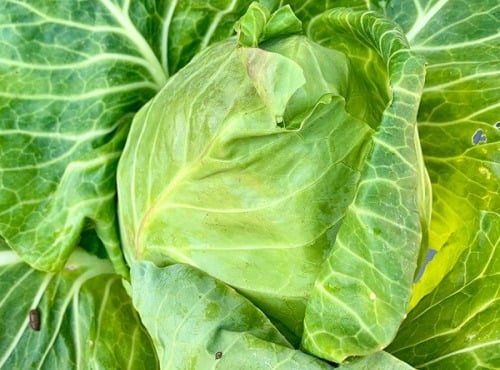 ChâteauFer - Chou Pointu 1kg