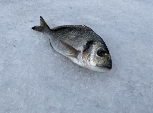 Pêcheur Toni  Micheau - Daurade Royale Sauvage De Méditerranée - Une Pièce De 250g