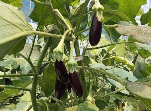 Nature et Saveurs - Ferme Aquaponique et Permacole Astérienne - Mini Aubergine Gastronomique Little Finger