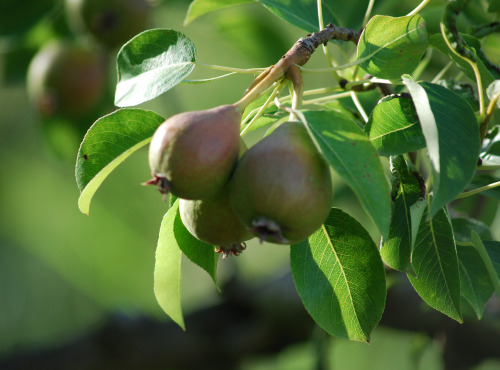 La Boite à Herbes - Poire Comice - 1kg