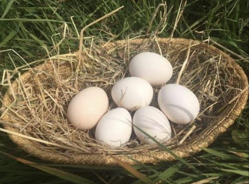Des Poules et des Vignes à Bourgueil - 6 œufs de poule de race Gournay