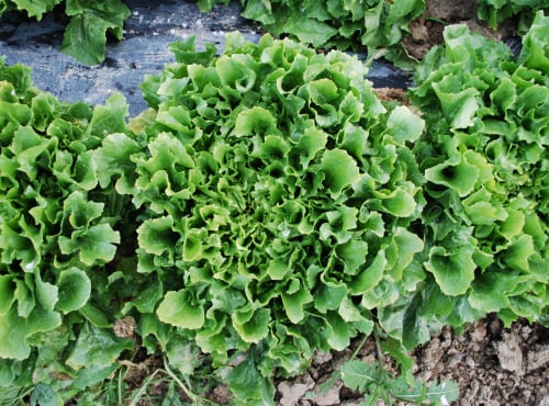 La Boite à Herbes - Salade Scarole - 1 Pièce