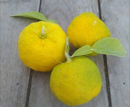 HERBA HUMANA - Yuzu - 1kg