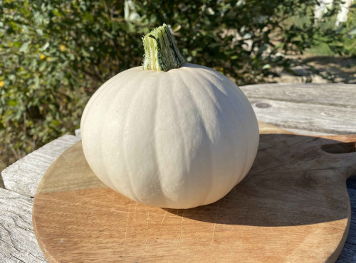 Ferme Sinsac - courge blanche poivrée 800 grs