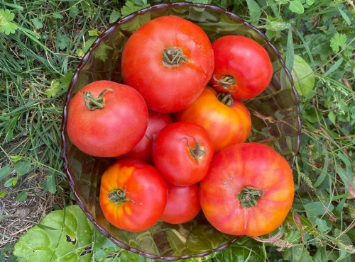 Des Poules et des Vignes à Bourgueil - Tomates de mon potager