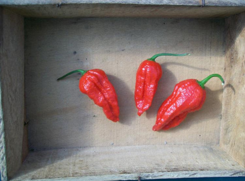 HERBA HUMANA - Piment frais frais Naga Jolokia Red - 60g