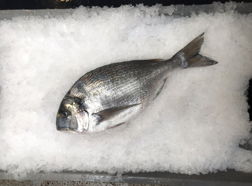 Godaille de l'Armement Cherbourgeois - En Direct du Bateau - Daurade Royale Sauvage - Pièce de 1,8kg