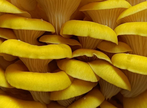 Naturélium - Le pleurote jaune 1,5kg