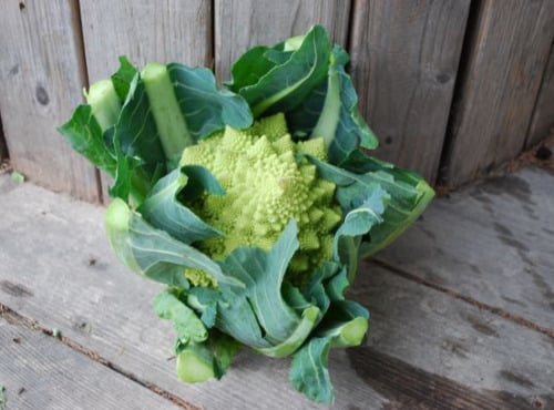 La Boite à Herbes - Chou Romanesco - 1 Pièce