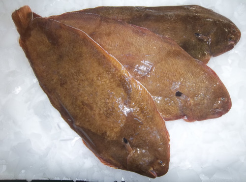 Saveurs Océanes IO - Soles 1000g