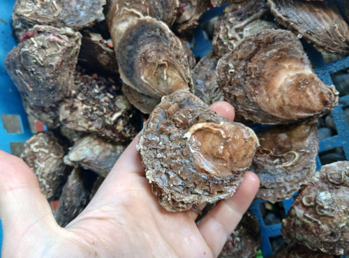 Huitres Damerose - Huitres Plates calibre M (moyen) - 2 douzaines (25 pièces)