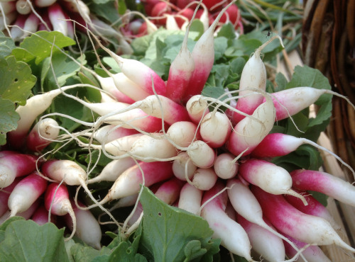 Le Potager de Sainte-Hélène - Radis botte