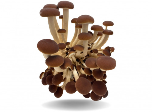 Naturélium - La pholiote du peuplier 1kg