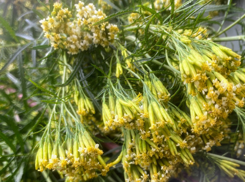 La Cabane à plantes - Tagete minuta ou huacatay séchée