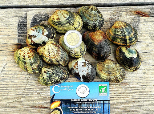 Camargue Coquillages - Palourdes Blanches De Camargue À Farcir - Pêche Responsable