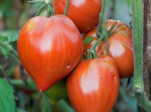 Maréchal Fraicheur - Tomates cœur de bœuf - 5 kg
