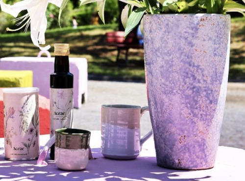 Chicorée Aceae - Pack Best-Seller – Les incontournables