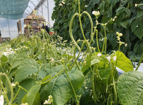 Nature et Saveurs - Ferme Aquaponique et Permacole Astérienne - Haricot Vert Nain Sans Fil