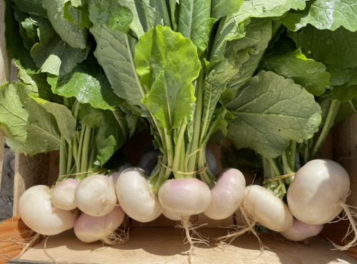 Le Potager de Sainte-Hélène - Navet botte