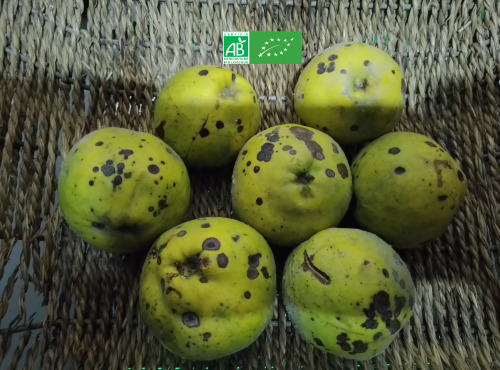 LES JARDINS DE KARINE - Coing à transformer - 1kg