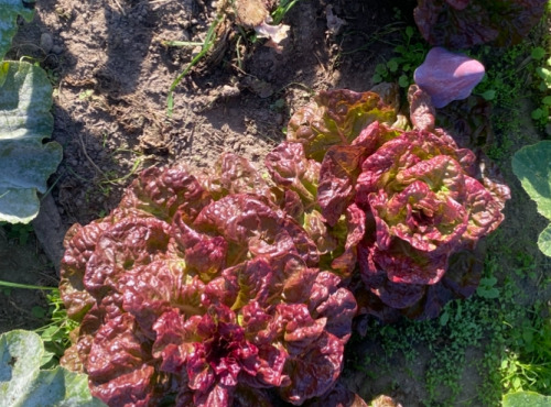 Des Poules et des Vignes à Bourgueil - Grande  salade