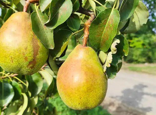 Nature et Saveurs - Ferme Aquaponique et Permacole Astérienne - Poire Comice — fondante et intensément aromatique