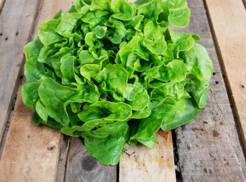 La Boite à Herbes - Lot De 2 Salade Batavia Verte Bio x 3