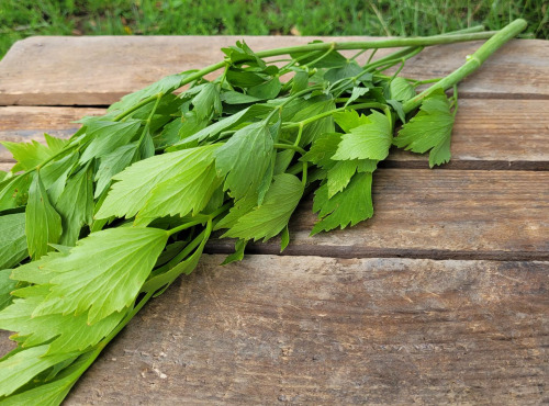 Le Pré de la Rivière - Bouquet de Livèche bio (herbe à "Maggi") - Origine France