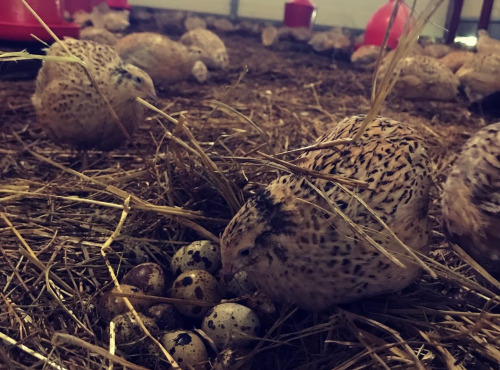 Des Poules et des Vignes à Bourgueil - 15 Oeufs de cailles