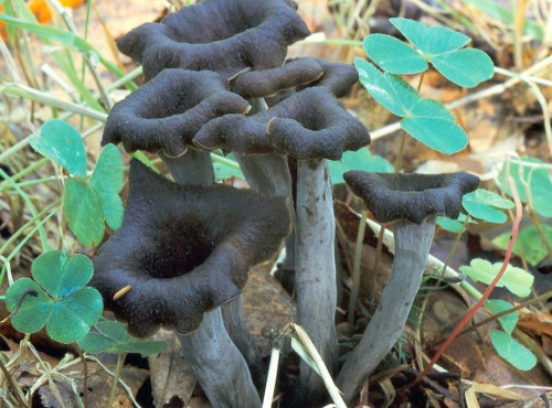 Elissalde Le Potager Basque - Trompettes De La Mort Fraîches Du Pays Basque - 500g