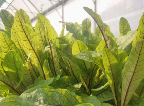 Nature et Saveurs - Ferme Aquaponique et Permacole Astérienne - Oseille sanguine – fraîcheur acidulée et nervures rubis