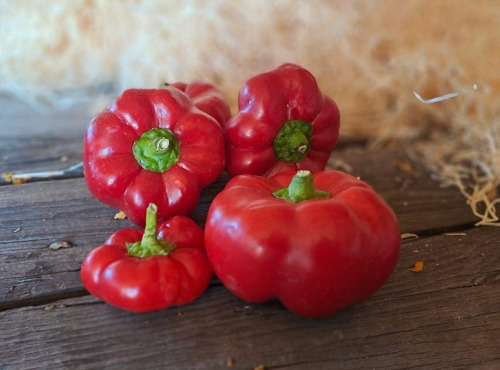 Les Jardins de Gérard - Poivron tomate Bio - 500 g
