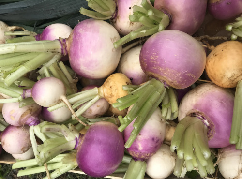 Ferme Sinsac - Navet violet ou jaune