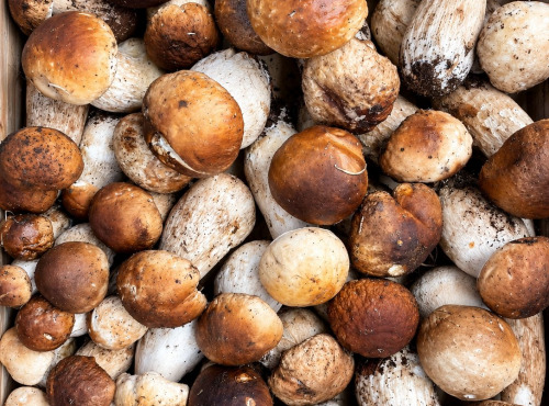 Naturélium - Cèpes – Cueillette sauvage en France, chair blanche et ferme, 250 g à 3 kg