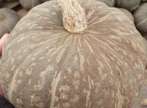 Multiproductions - Cédric Joliveau - Courge Potimarron Delica 1,5 Kg